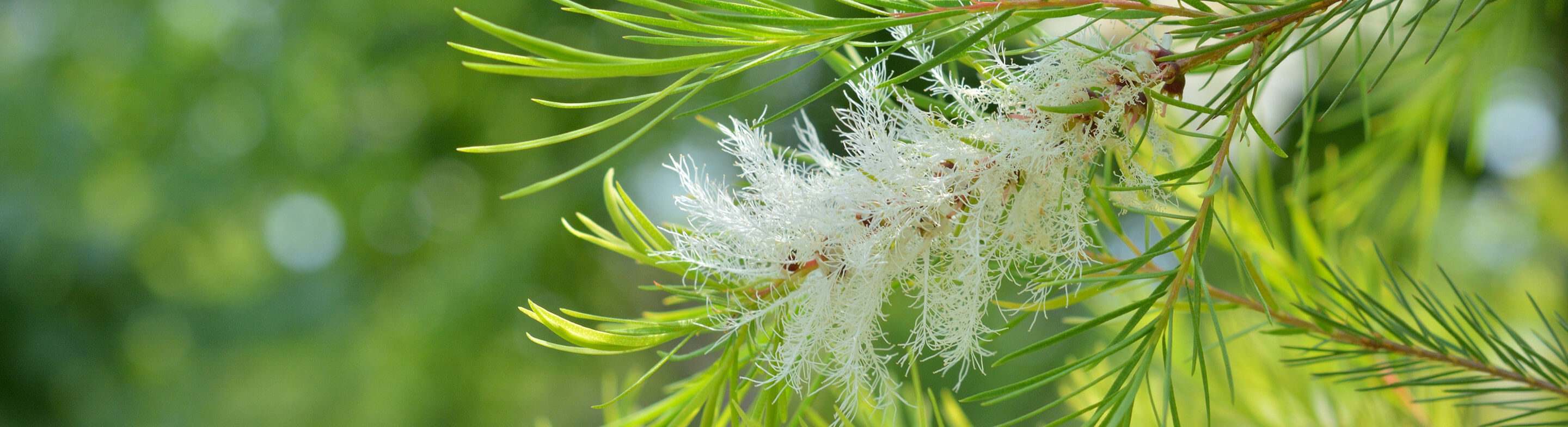 Hojas verdes y flores blancas de árbol de té. Ingrediente natural con beneficios antisépticos para el cuidado de la piel y el cabello.