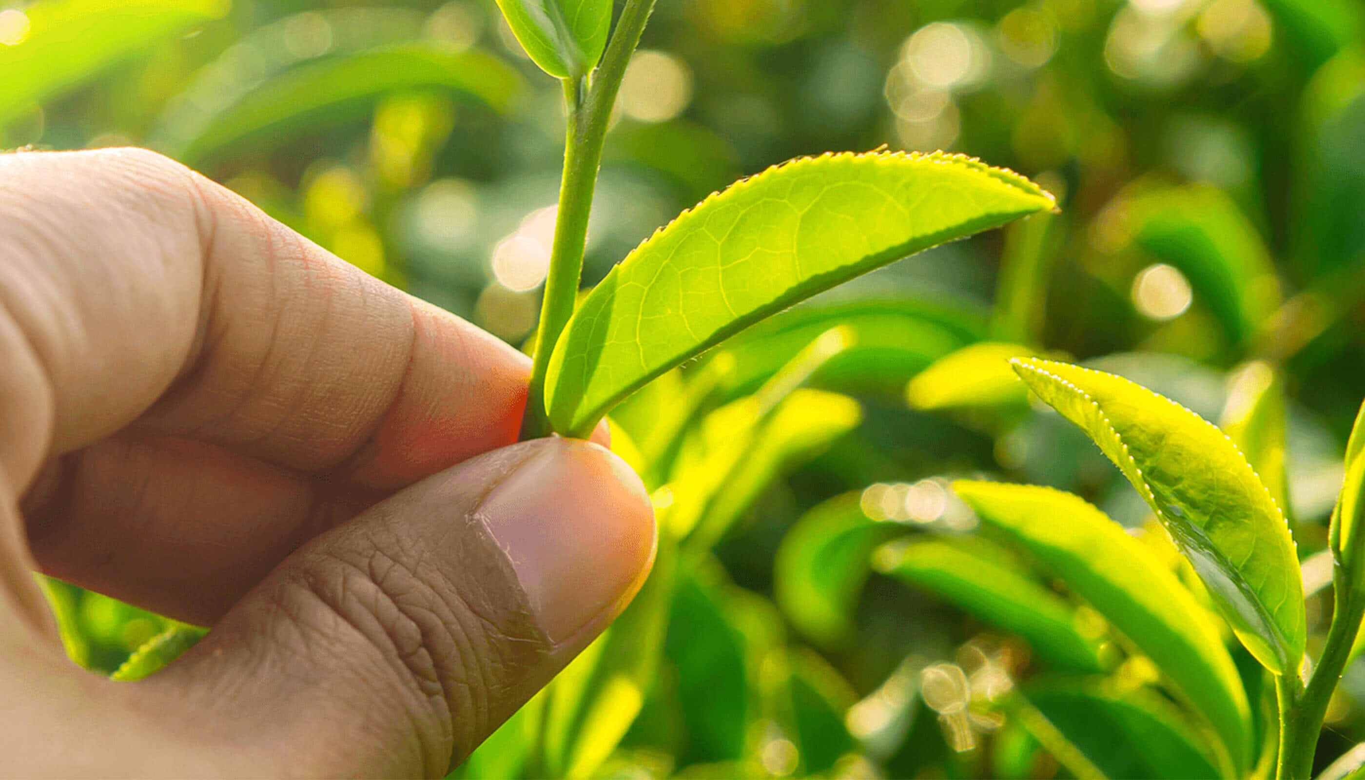 Acciones sustentables de Palmolive México